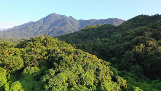 4k从化山林视频