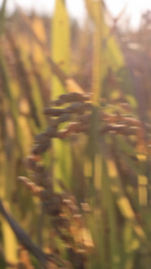 阳光照射下金黄的麦田绿色食品视频
