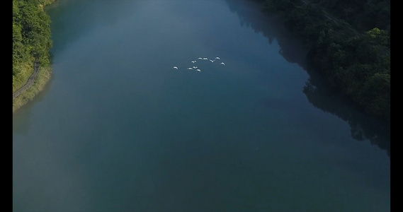 迁徙的白鹭群湖面跟拍视频
