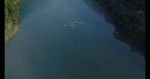 迁徙的白鹭群湖面跟拍31秒视频