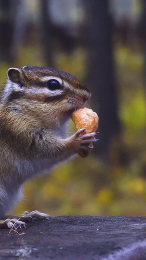 花松鼠觅食小松鼠16秒视频