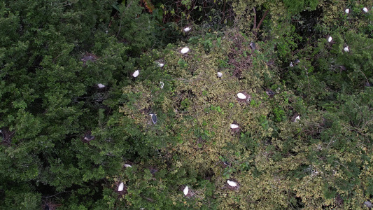 树林里成群候鸟航拍视频