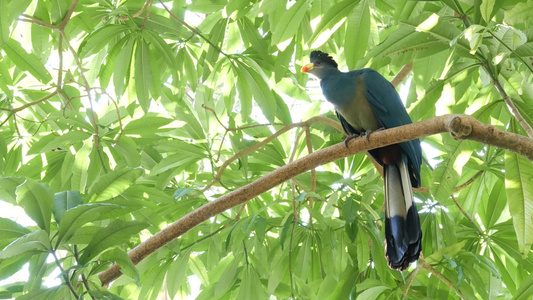 热带雨林中的大蓝 Turaco。异国情调的非凡非洲野鸟在绿色茂盛的树叶中。 Musophagidae 五颜六色视频