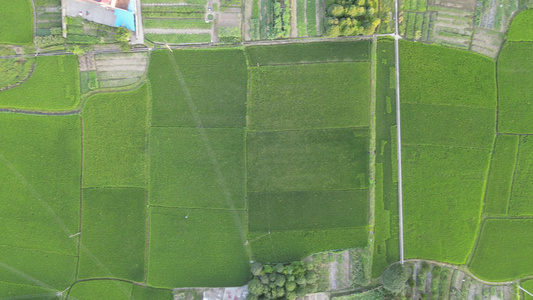 航拍绿色农业种植基地农田水稻视频