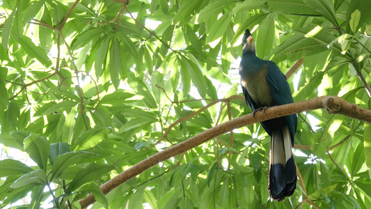 非洲野鸟在绿色茂盛的树叶中视频