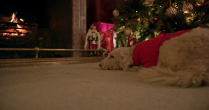 圣诞树附近的贝灵顿梗犬6秒视频