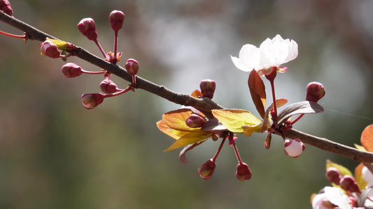 腊梅梅花樱花鲜花视频