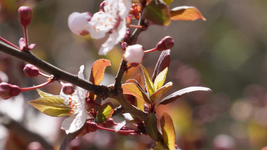 腊梅梅花樱花鲜花视频