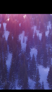 逆光航拍雪山森林风景视频