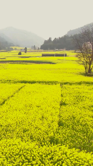 航拍云南著名赏花胜地罗平油菜花视频旅游景点84秒视频