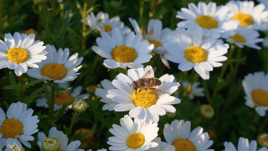 蜜蜂在小雏菊花上采蜜特写视频
