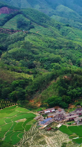 小村庄航拍大山树林视频