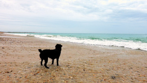 沙滩上的狗10秒视频
