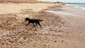 沙滩上的狗13秒视频