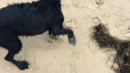 海滩上的男孩和狗视频