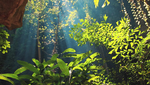 阳光照耀光照耀着磅沙拉树林中鲜红的植被15秒视频