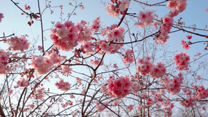春天盛开的樱花15秒视频
