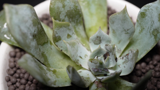 蓝鸟多肉植物盆栽绿植视频