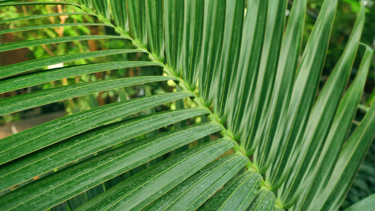 厚密森林中的热带绿棕榈视频