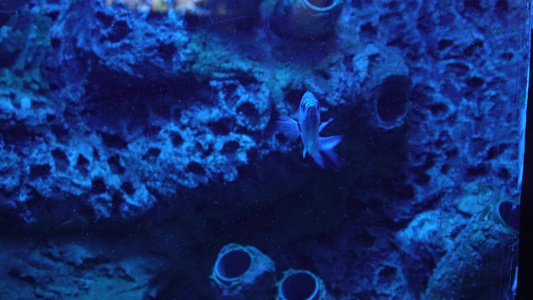 蓝色海底深海神秘热带鱼视频