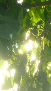 夏日光芒照射的太阳日月星辰视频