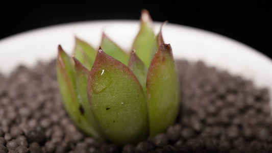 蓝丝绒多肉植物盆栽绿植视频