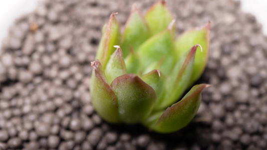 蓝丝绒多肉植物盆栽绿植视频