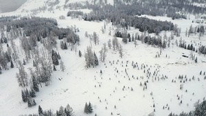 4K航拍新疆冬季原始森林雪景11秒视频