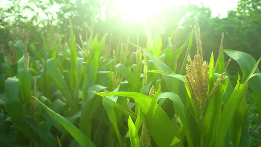 夏日玉米植物逆光摄影视频
