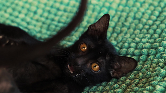 可爱的黑色获救小猫玩游戏视频