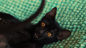 可爱的黑色获救小猫玩游戏13秒视频