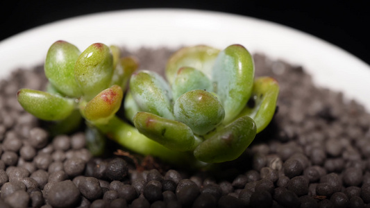 劳尔多肉植物盆栽绿植视频