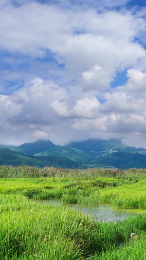 云南地区泸沽湖的草海自然风光蓝天白云15秒视频