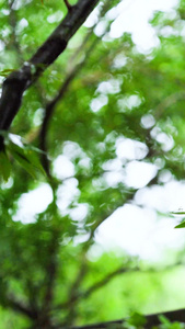 雨天下雨天的石墩视频