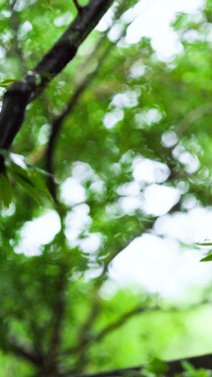 雨天下雨天的石墩4秒视频