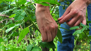 收拾庭院里的植物8秒视频