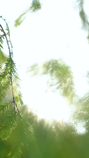 意境唯美阳光从树丛中照射过实拍素材阳光穿过树丛54秒视频