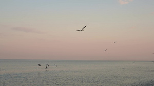 海鸥在粉色日落黄昏缓慢运动时飞过海平线上空19秒视频