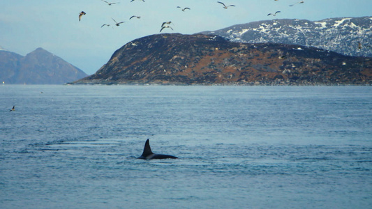 逆戟鲸从海中升起视频