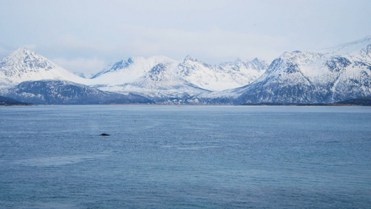 海周围的雪山与座头鲸视频