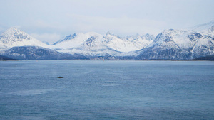 海周围的雪山与座头鲸12秒视频