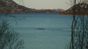 座头鲸从海中升起14秒视频