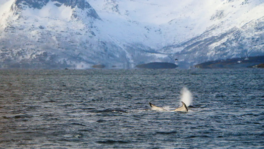 海和雪山中的座头鲸视频