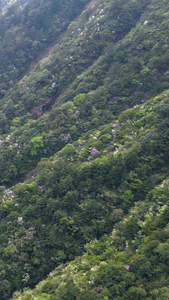 浙南自然森林峡谷航拍森林氧吧视频