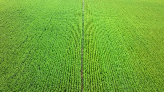 4K航拍智慧农田水稻种植基地视频