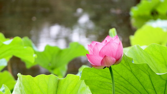 夏季池塘里盛开的一朵粉色荷花视频