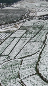 冬天农田农业种植雪景竖屏航拍视频
