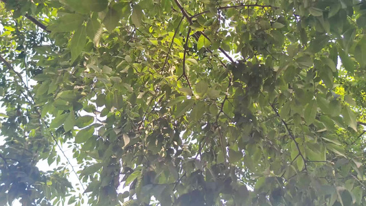 蓝天下风吹树叶植物实拍 视频