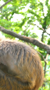 连云港5A风景区花果山猴子实拍视频