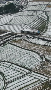 冬天农田农业种植雪景竖屏航拍视频